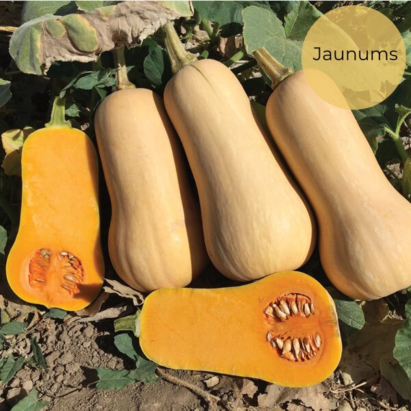 Muskata ķirbis "Early nutter" F1 (Cucurbita moschata), 5 sēklas