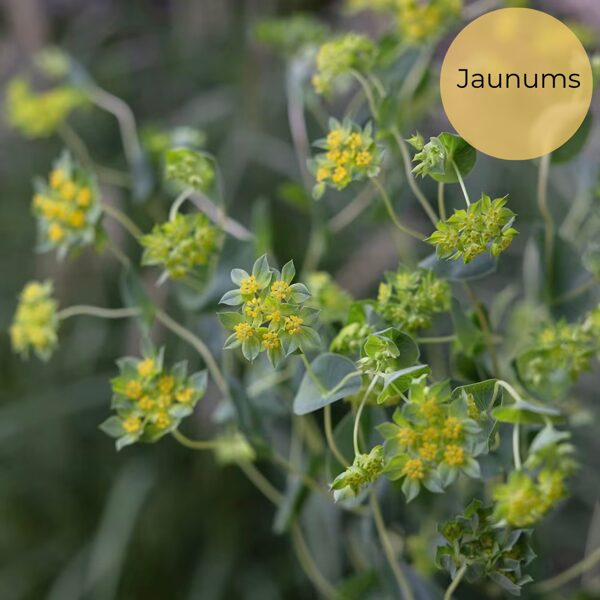 Apaļlapu bupleire "Griffithii" (Bupleurum rotundifolium) 0,1g