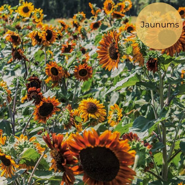 Saulespuķe "Earth Walker" (Helianthus annuus), 20 sēklas