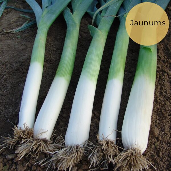 Leek "Golem" (Allium ampeloprasum var. porrum) 0,5g