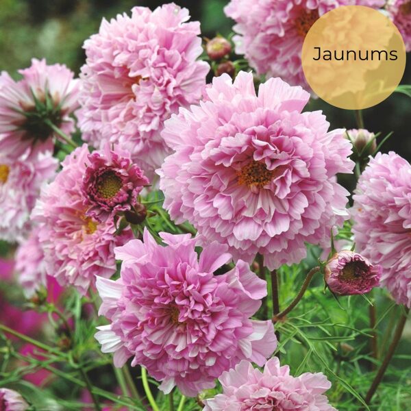 Divplūksnu kosmeja "Double Click Rose Bonbon" (Cosmos bipinnatus)