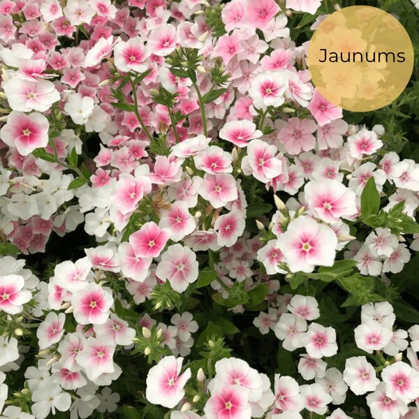 Annual phlox "Blushing Bride" (Phlox drummondii) 0,1g