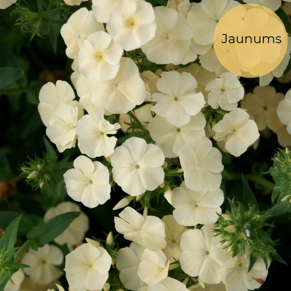 Annual phlox "Isabellina" (Phlox drummondii grandiflora) 0,1g