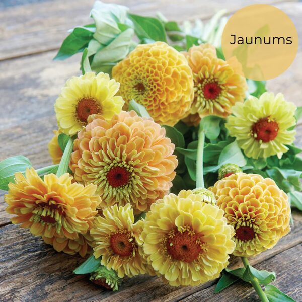 Common zinnia "Queen Lemon Peach" (Zinnia elegans)