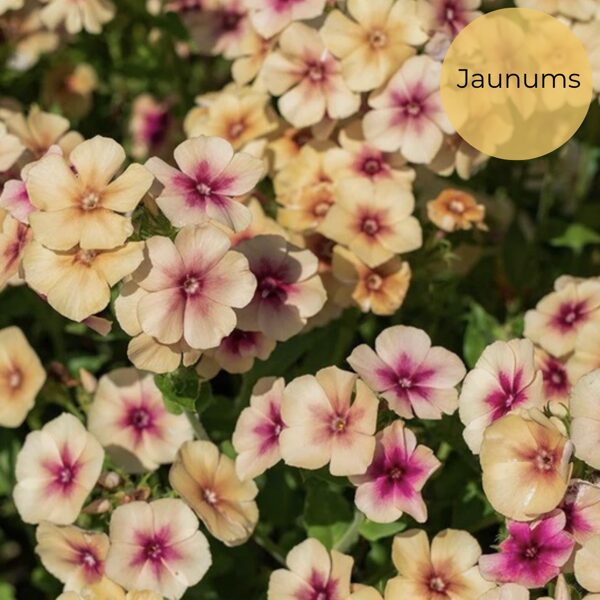 Annual phlox "Cherry Caramel" (Phlox drummondii) 0,1g