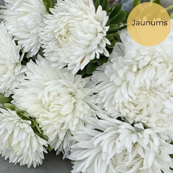 Ķīnas astere "King size White" (Callistephus chinensis) 0,1g