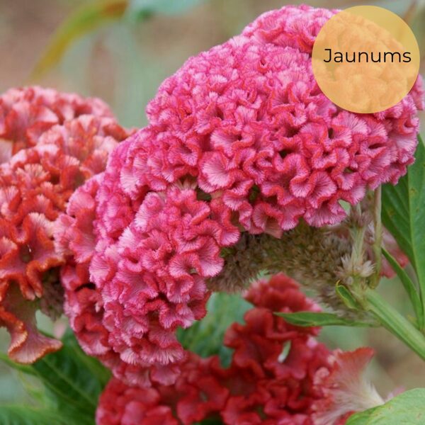 Sekstainā celozija "Chief Rose" (Celosia cristata), 20 sēklas
