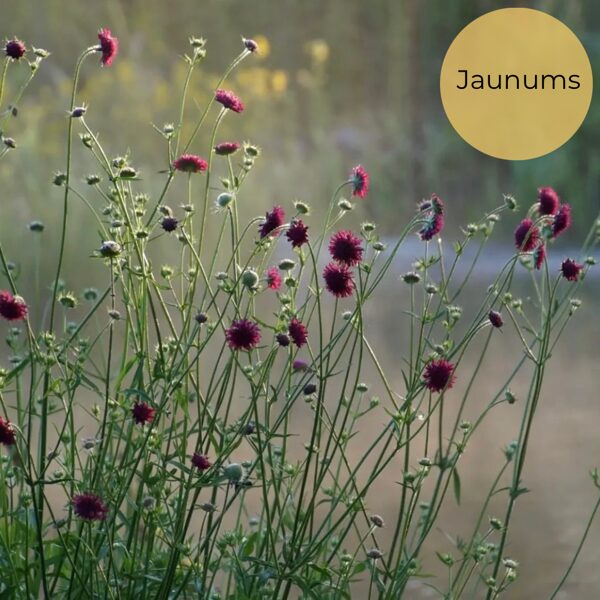 Macedonian scabious (Knautia macedonica) 0,1g
