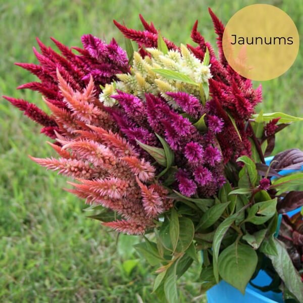 Vārpu celozija "Celway mix" (Celosia spicata), 10 sēklas