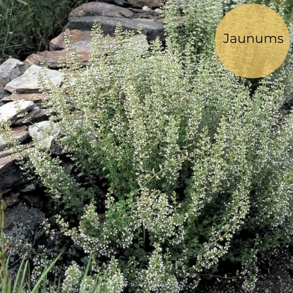 Kaķumētras kalnumētra "Marvelette white" (Calamintha nepeta), 10 sēklas