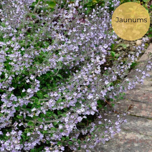 Kaķumētras kalnumētra "Marvelette blue" (Calamintha nepeta), 10 sēklas
