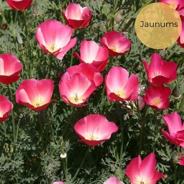 Ešolcija "Carmine King" (Eschscholzia californica) 0,1g