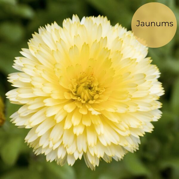 Kliņģerīte "Cream Beauty" (Calendula officinalis), 1g