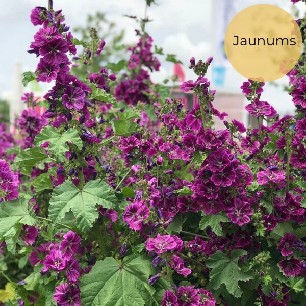 Meža malva (Malva sylvestris)