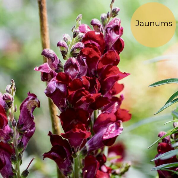 Lauvmutīte "Black Prince" (Antirrhinum majus nanum), 20 sēklas