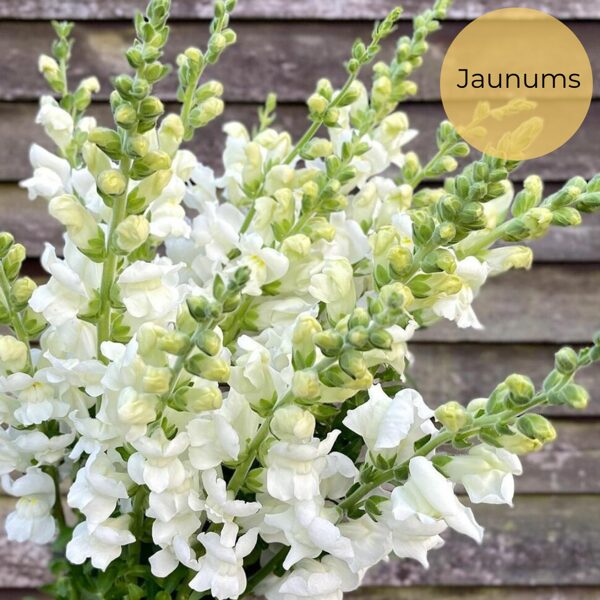 Augstā lauvmutīte "Snowflake" (Antirrhinum majus maximum), 20 sēklas