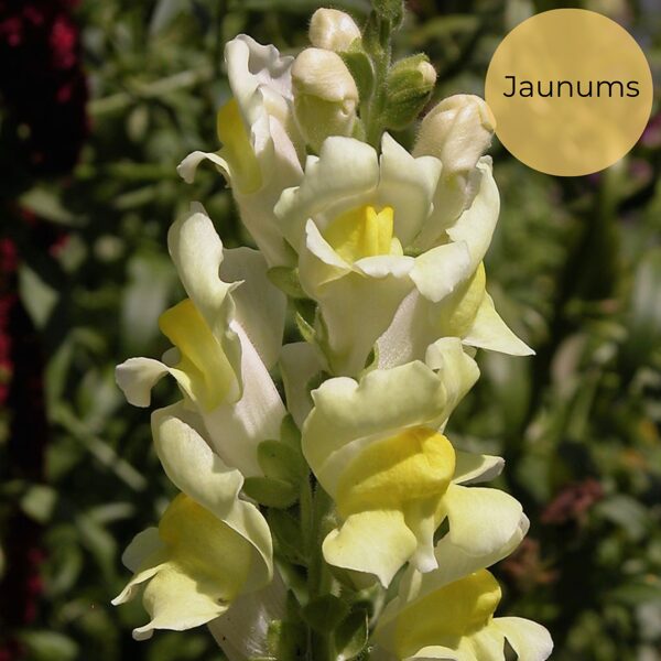 Daudzgadīgā lauvmutīte (Antirrhinum braun-blanquetii), 20 sēklas