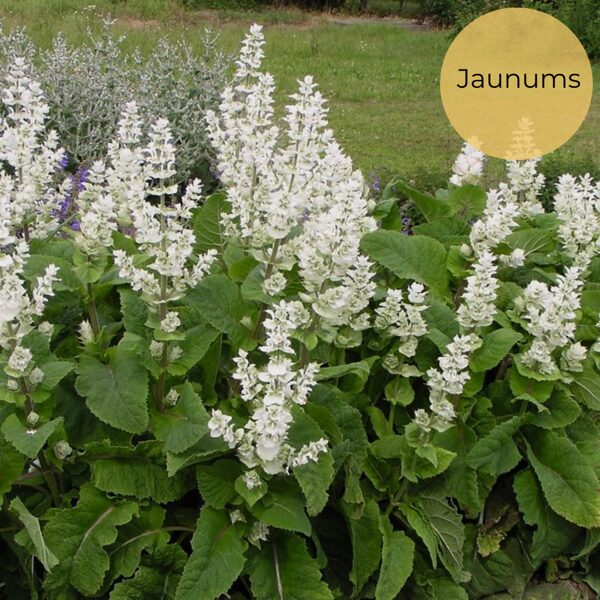 Clary sage "Vatican White" (Salvia sclarea var. Turkestanica) 5 seeds