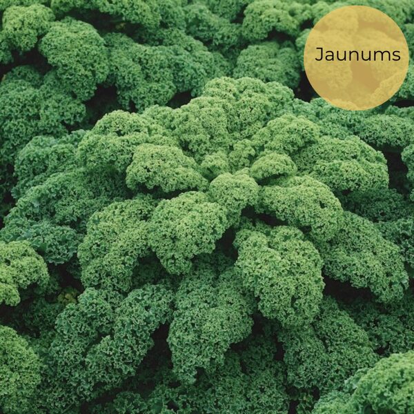 Kale "Halbhoher Grüner Krauser" (Brassica oleracea acephala var. Sabellica) 20 sēklas