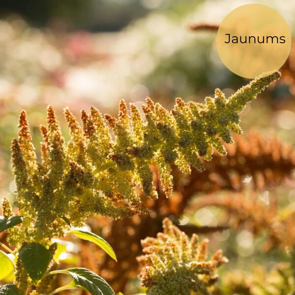 Amarants "Autumn's touch" (Amaranthus cruentus)