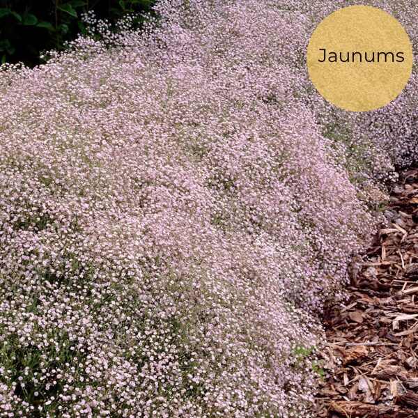 Baby's Breath (Gypsophila pacifica) 0,2g