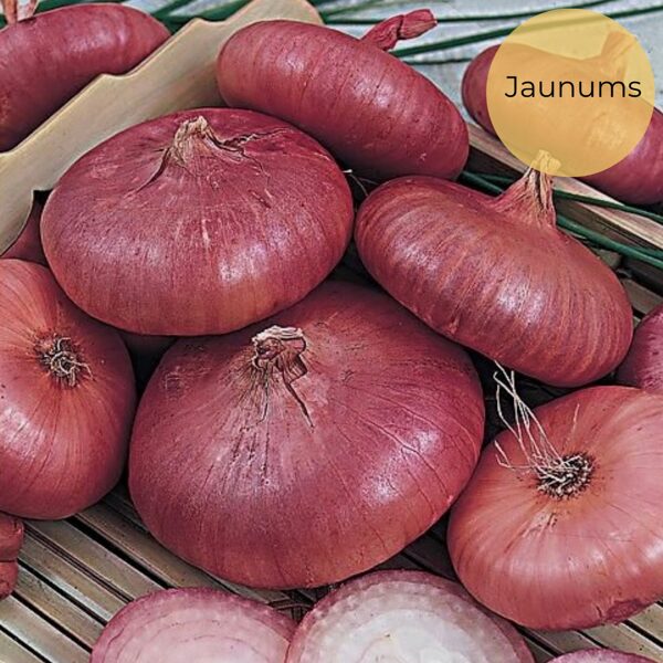 Onion "Piatta di Bergamo" (Allium Cepa) 0,5g