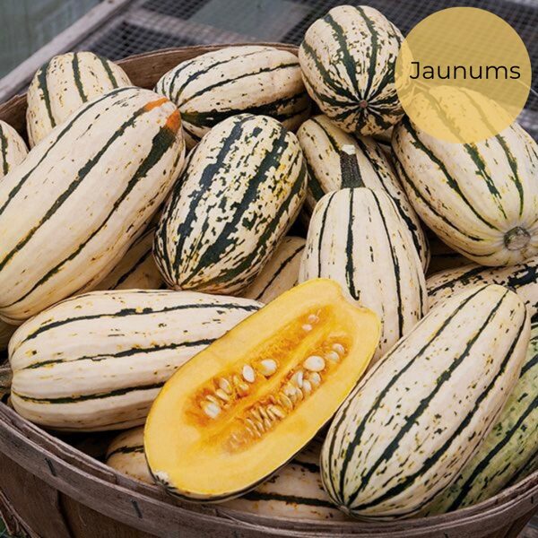 Parastais ķirbis "Delicata" (Cucurbita pepo), 5 sēklas
