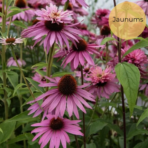 Purpursarkanā ehinācija "Paradiso Super-Duper" (Echinacea purpurea), 10 sēklas
