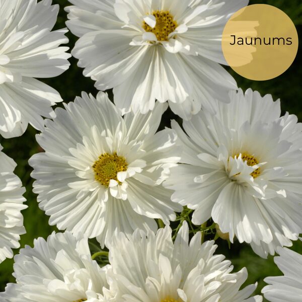 Divplūksnu kosmeja, "Fizzy white" (Cosmos bipinnatus)