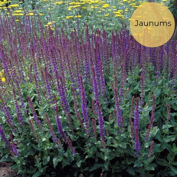 Izcilā salvija "Violet Queen" (Salvia superba) 0,1g