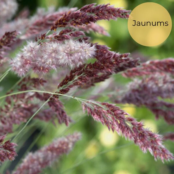 Mountain red top "Karoo Queen" (Melinis nerviglumis), 10 seeds