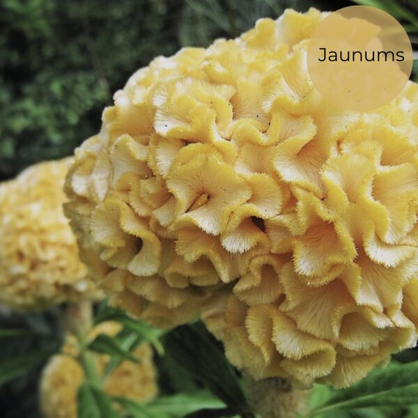 Sekstainā celozija "Chief Gold" (Celosia cristata), 20 sēklas