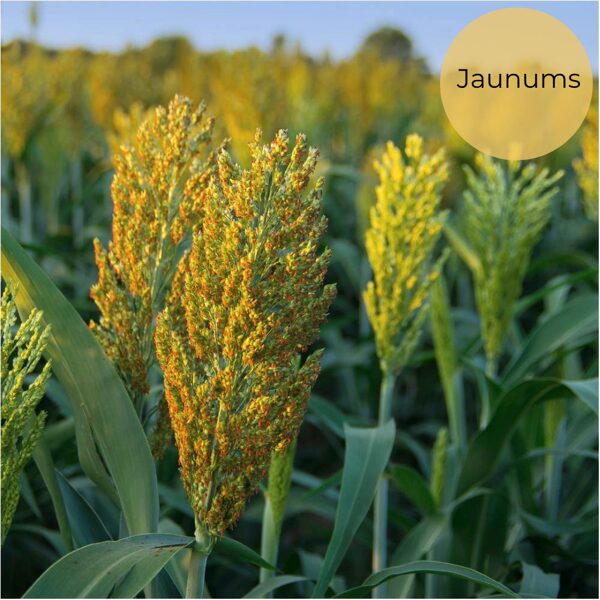 Sorghum "Piper" (Sorghum bicolor), 2g