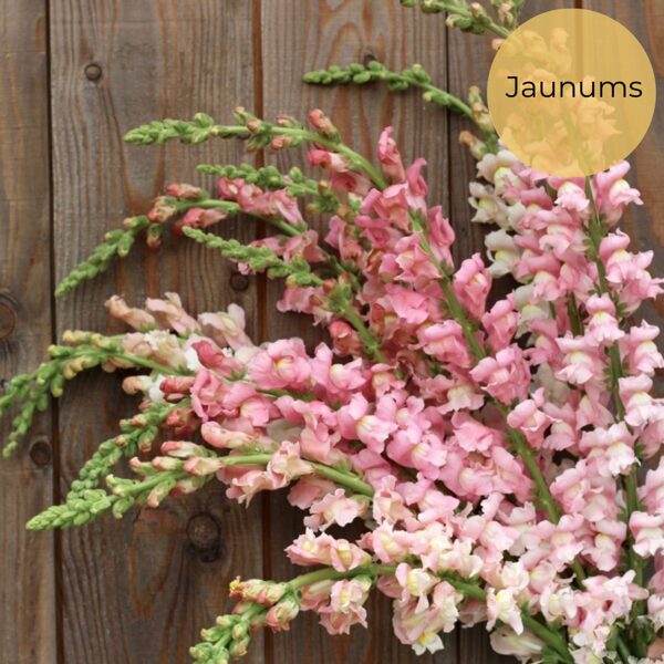 Augstā lauvmutīte "Apple Blossom" (Antirrhinum majus maximum), 20 sēklas