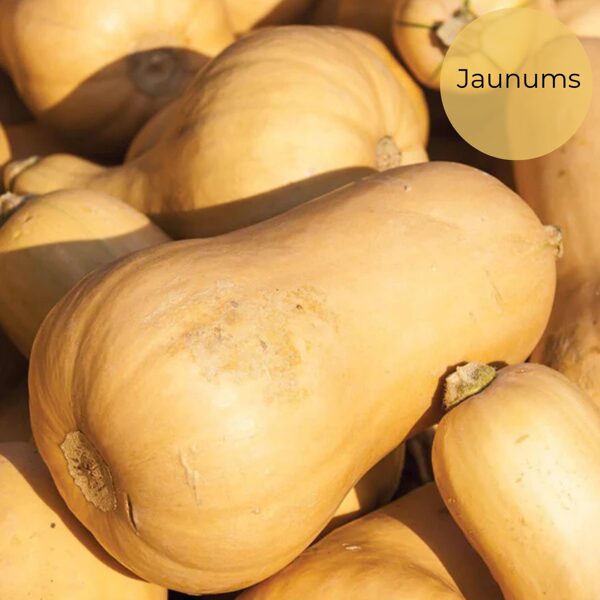 Muskata ķirbis "Victory" F1 (Cucurbita moschata), 5 sēklas