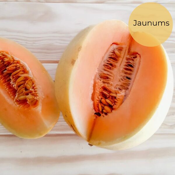 Melon "Rampicante zuccherino" (Cucumis melo), 10 seeds