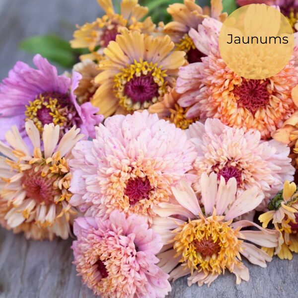 Gleznā cinnija "Cresto! Peaches & Cream" (Zinnia elegans)