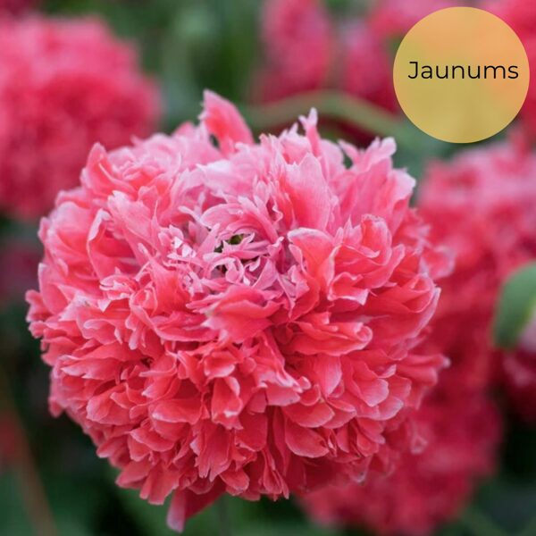 Miega magone "Frosted Salmon peony" 0,5g