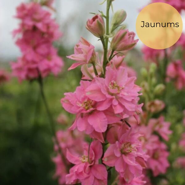 Giant Larkspur 'Rose Queen' (Delphinium consolida) 0,2g