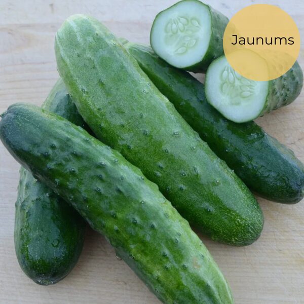 Cucumber "Sensation" (Cucumis sativus), 15 seeds