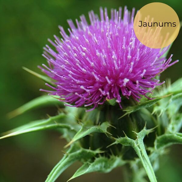 Milk thistle (Silybum marianum), 1g