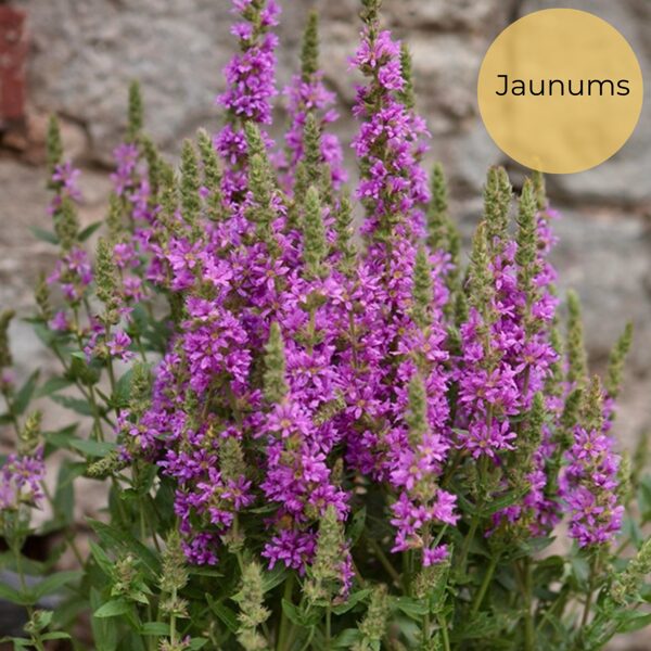 Purple loosestrife (Lythrum salicaria) 0,1g
