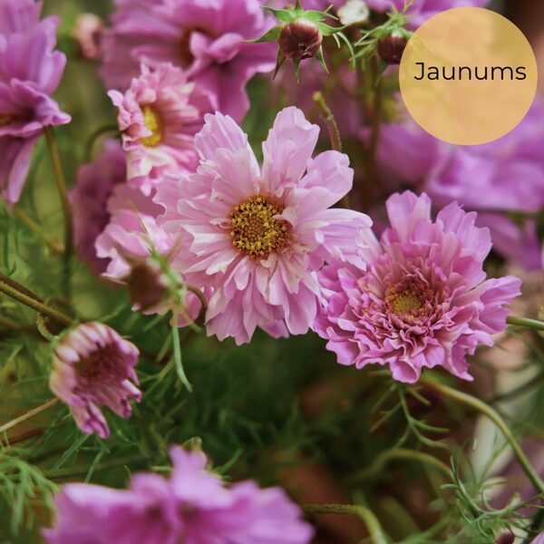 Divplūksnu kosmeja "Double Dutch Rose" (Cosmos bipinnatus)