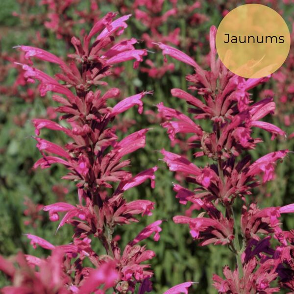 Agastahe "Heather Queen" (Agastache cana), 10 sēklas
