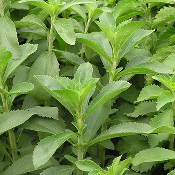 Stēvija (Stevia rebaudiana), 10 sēklas