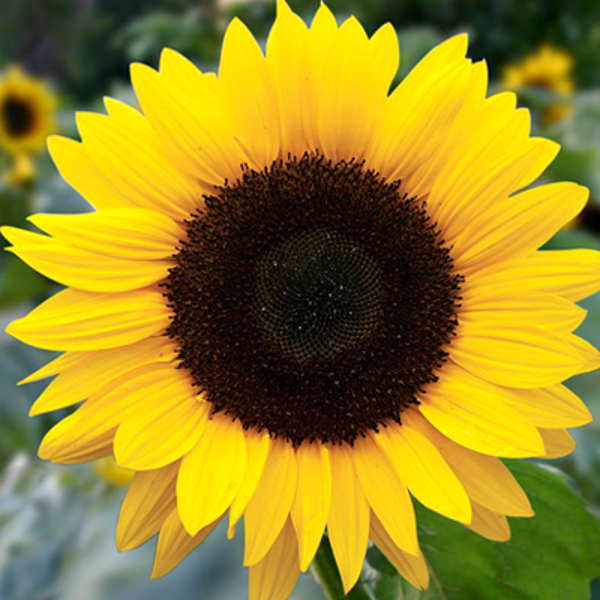 Sunflower "The BIG" (Helianthus annuus) 1g