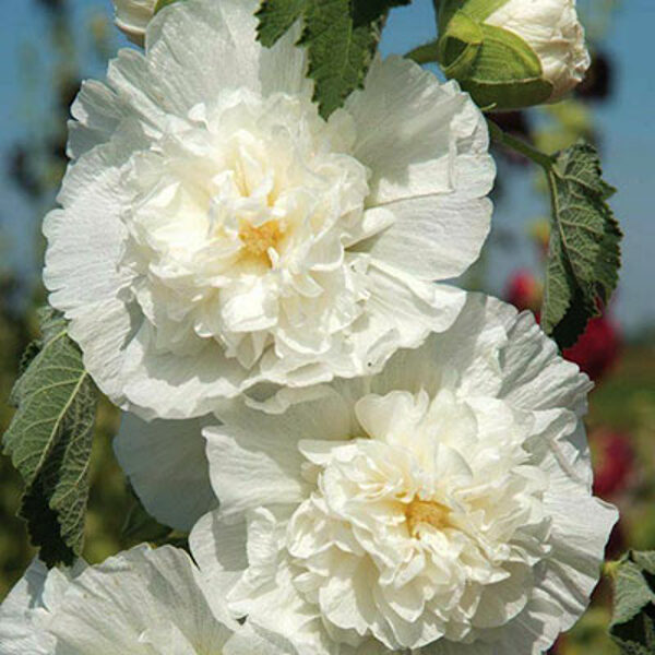 Parastā kāršroze "Chater's White" (Alcea rosea) 20 sēklas