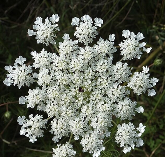 Parastais anīss (Pimpinella anisum) 0,5g