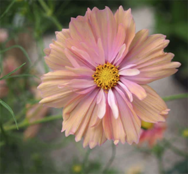 Divplūksnu kosmeja "Apricotta" (Cosmos bipinnatus)