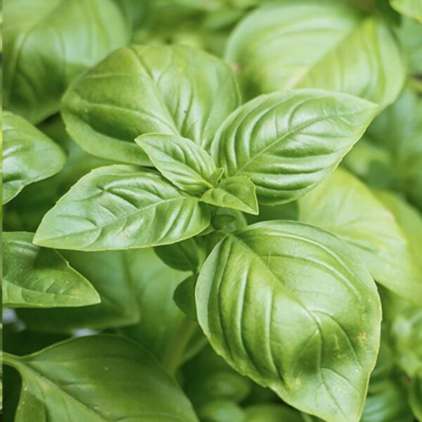 Baziliks "Genovese" (Ocimum basilicum) 0,1g